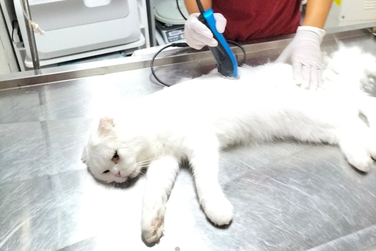 Kedi ve köpek tıraşı